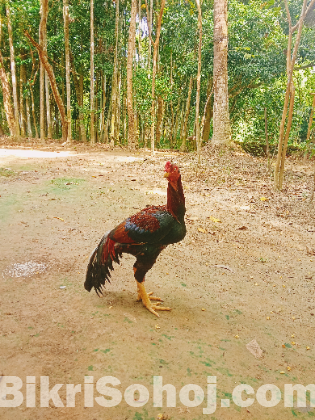 উন্নতমানের সরালি মুরগা।